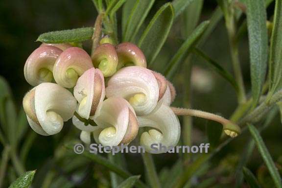 grevillea lanigera 1 graphic